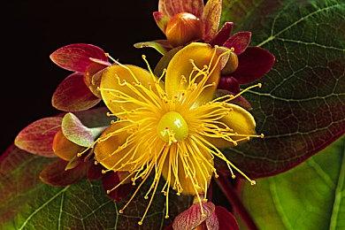 《咚奇刚：蕉力全开》通关时间预估 正常通关20小时全收集60小时